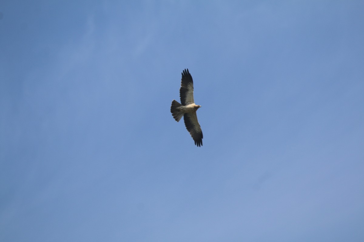 靴隼鵰 - ML647282318