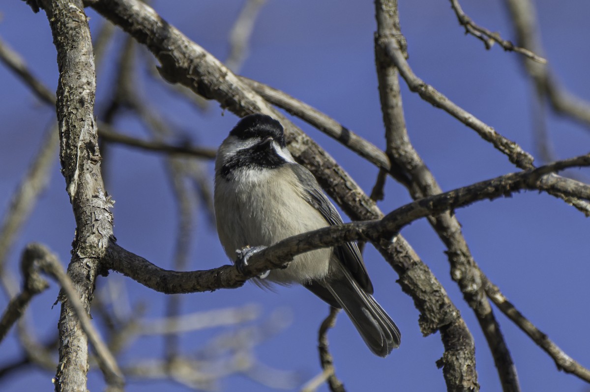 Carolina Chickadee - ML647282320