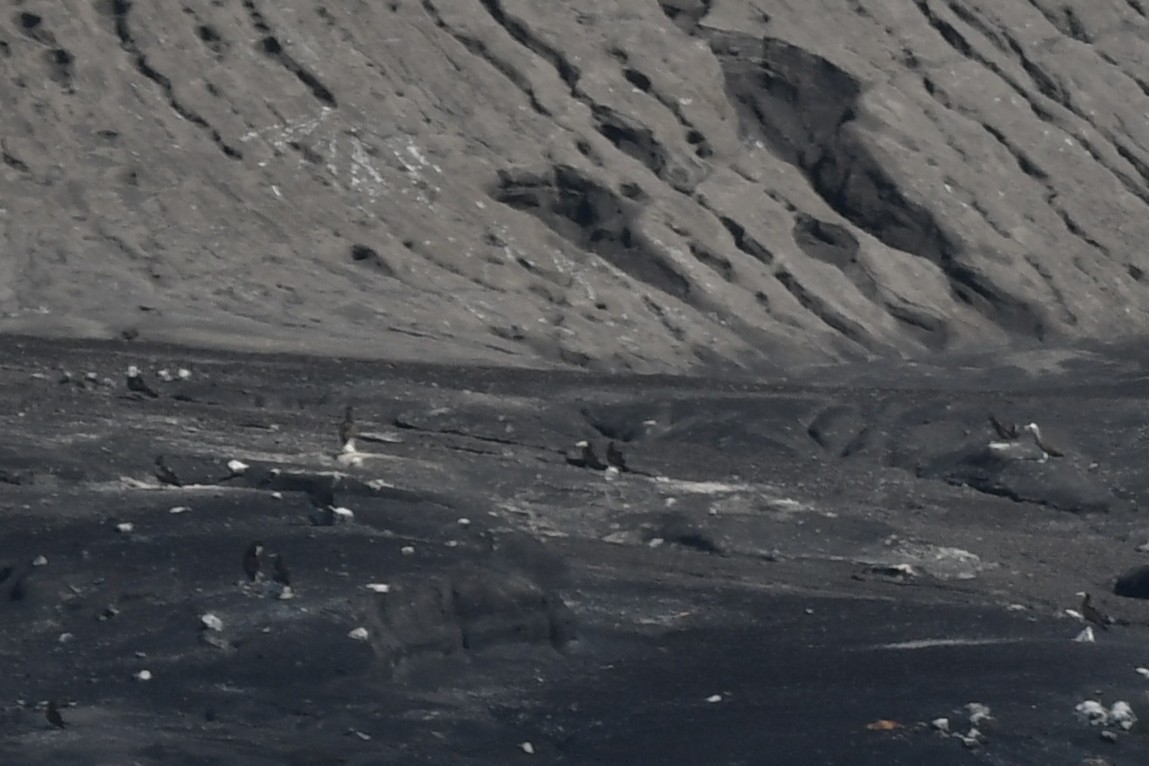 Cocos Booby - ML647282321