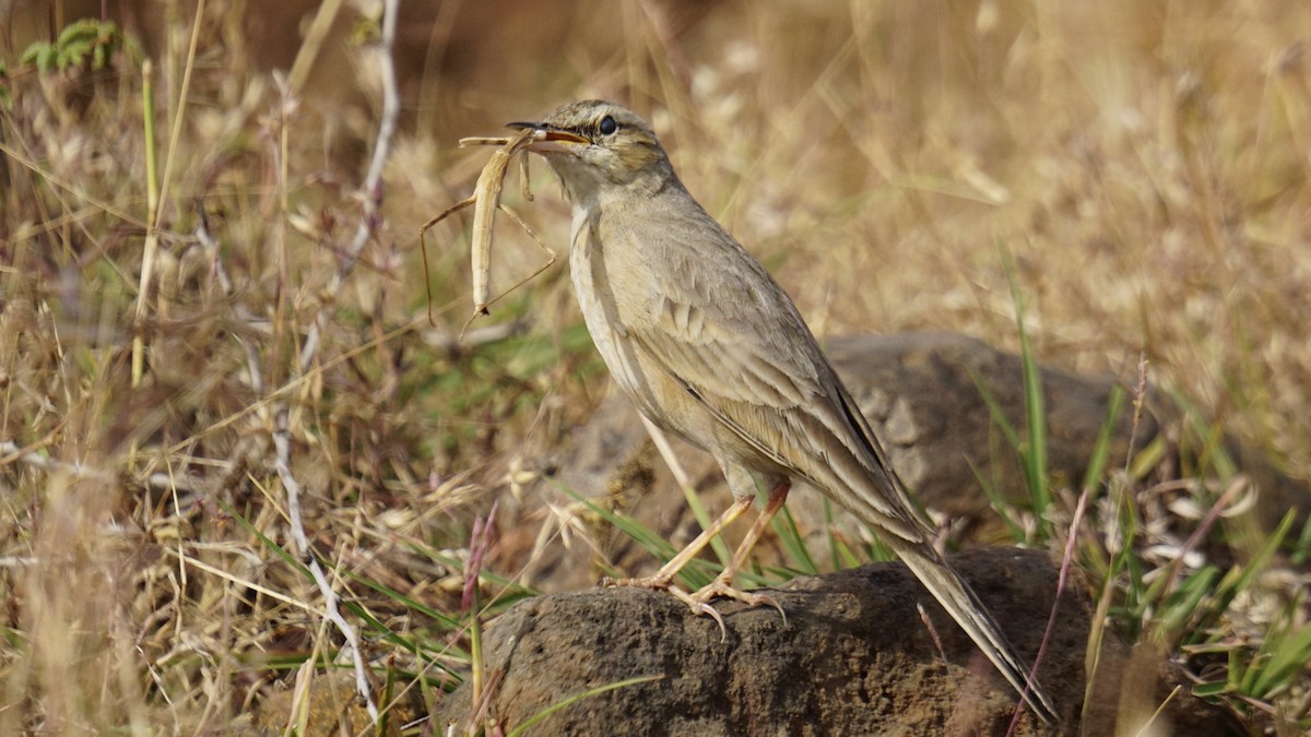 Длинноклювый конёк - ML647282328