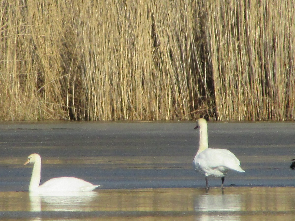 Mute Swan - ML647282339