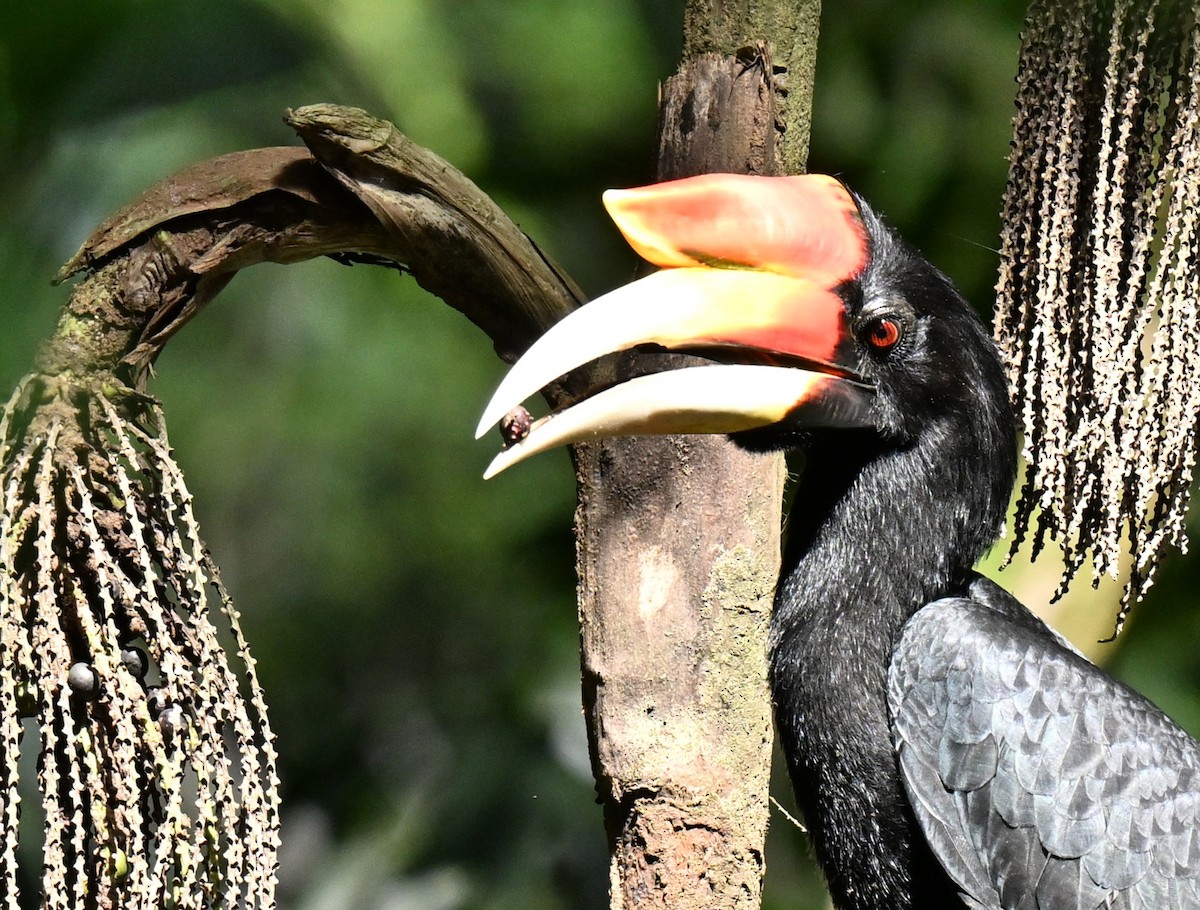 dvojzoborožec velký - ML647282374