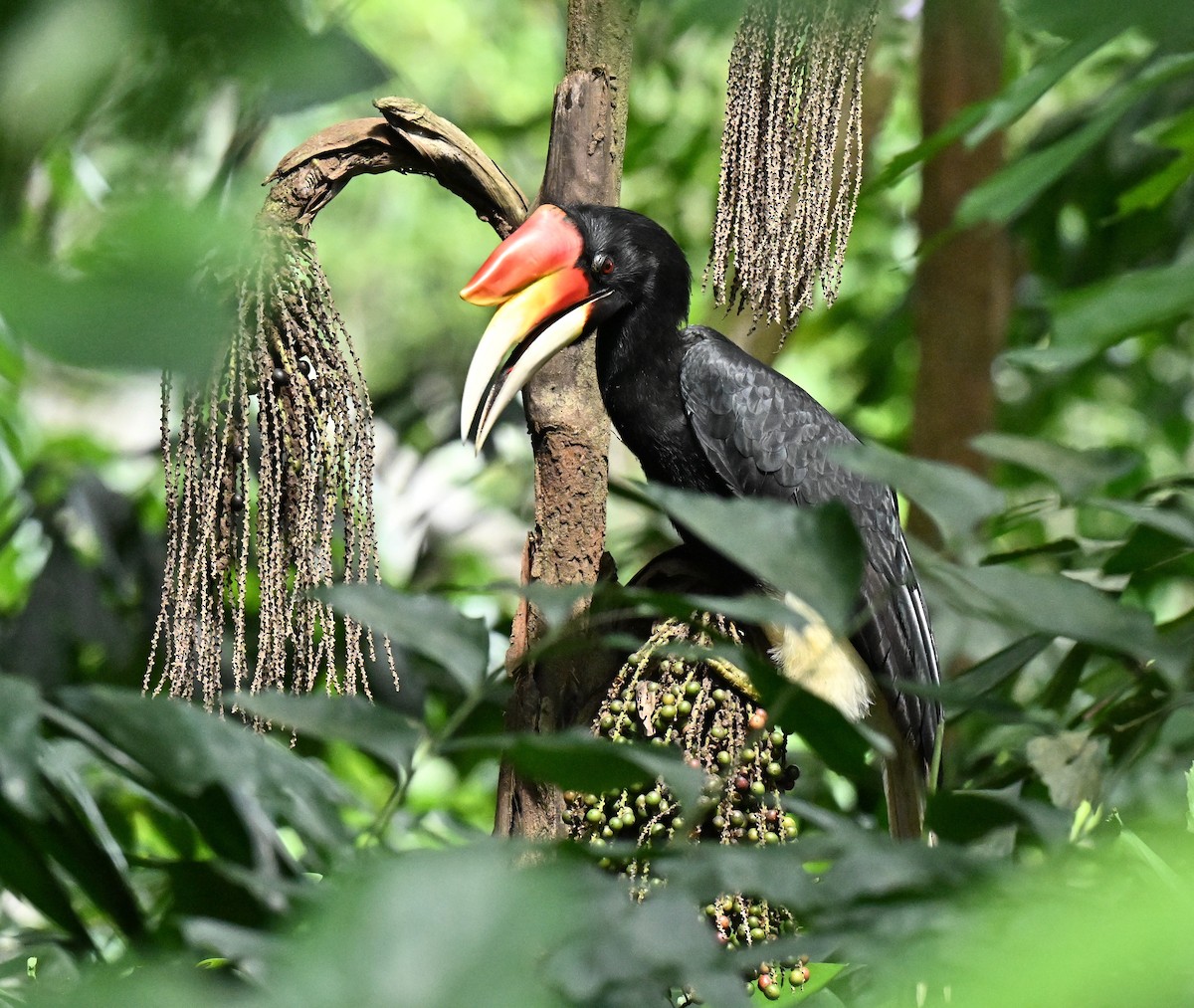 dvojzoborožec velký - ML647282375