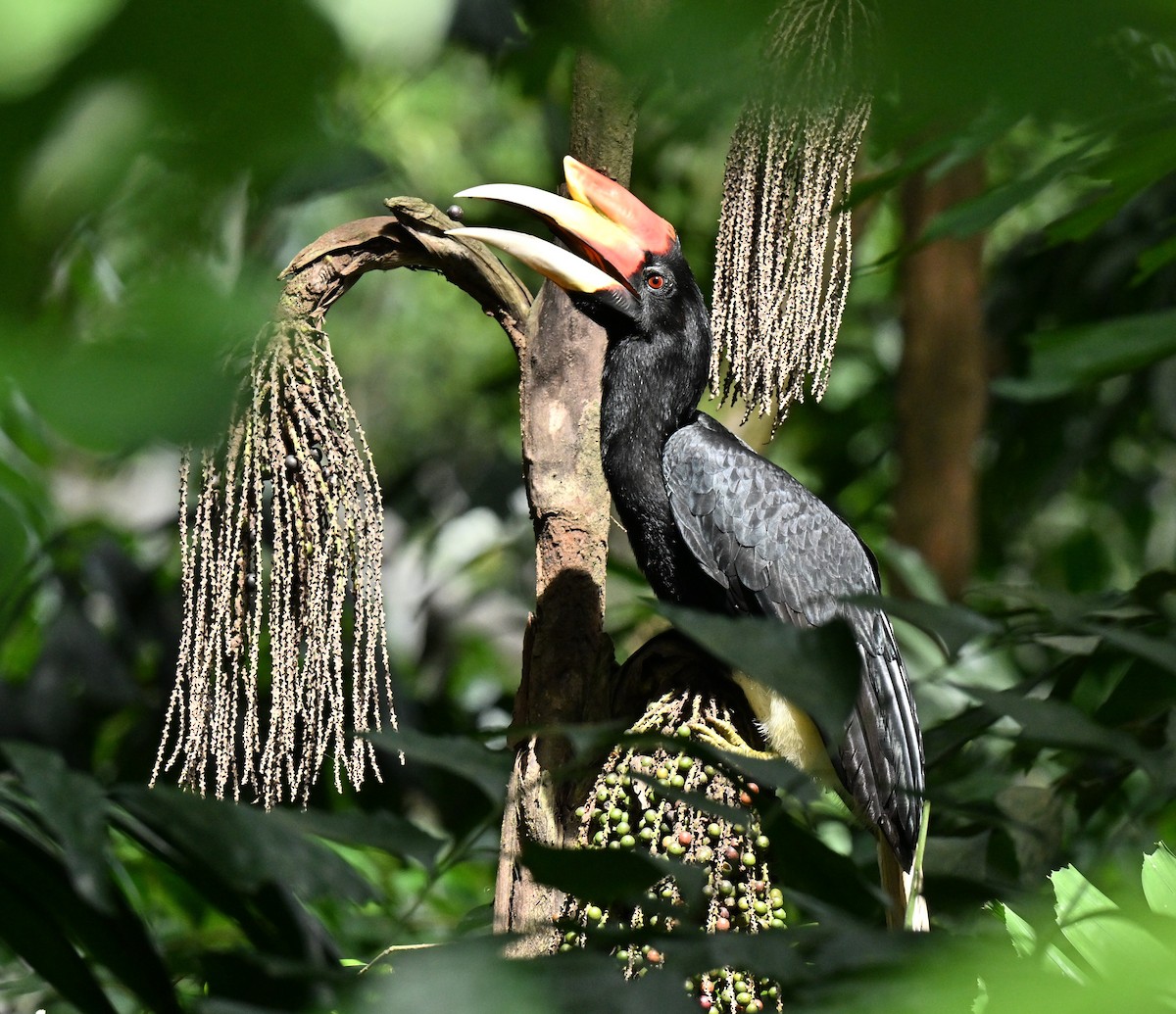 dvojzoborožec velký - ML647282376