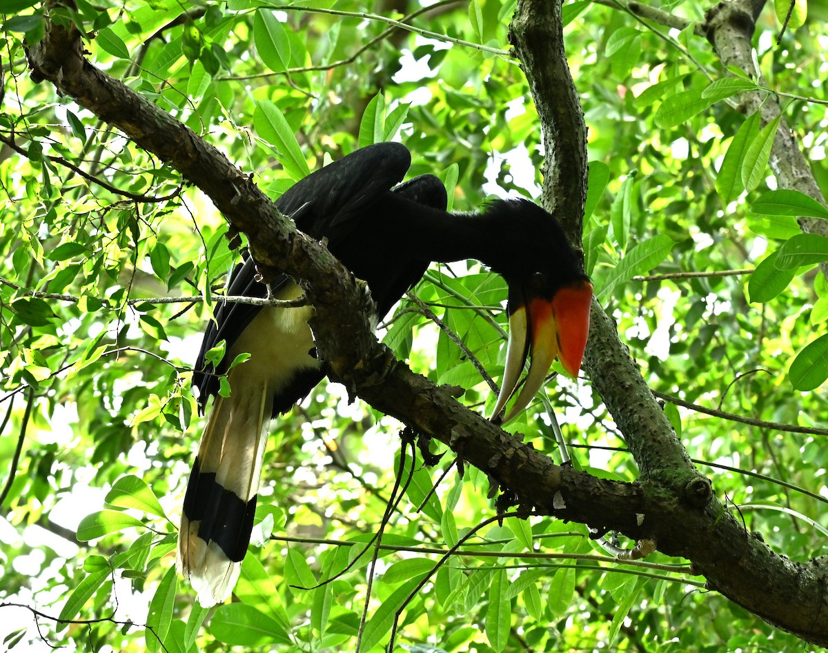 dvojzoborožec velký - ML647282377