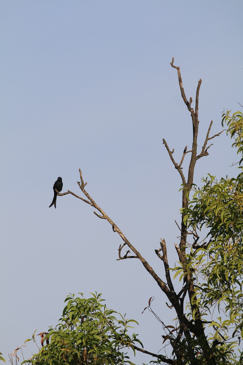 大卷尾 - ML647282381