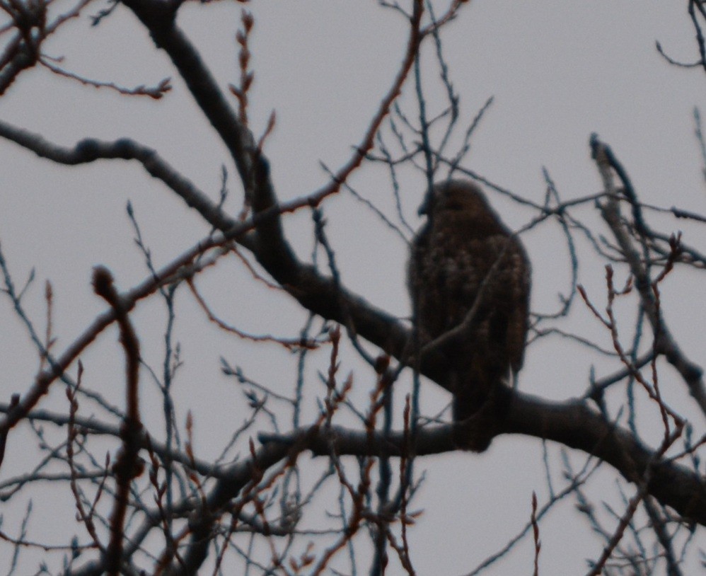 Red-tailed Hawk - ML647282382