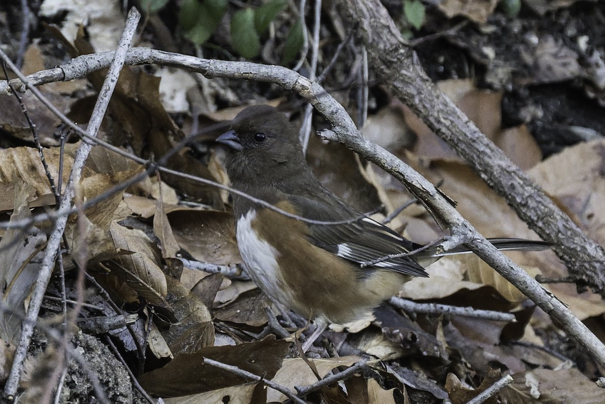 Eastern Towhee - ML647282384