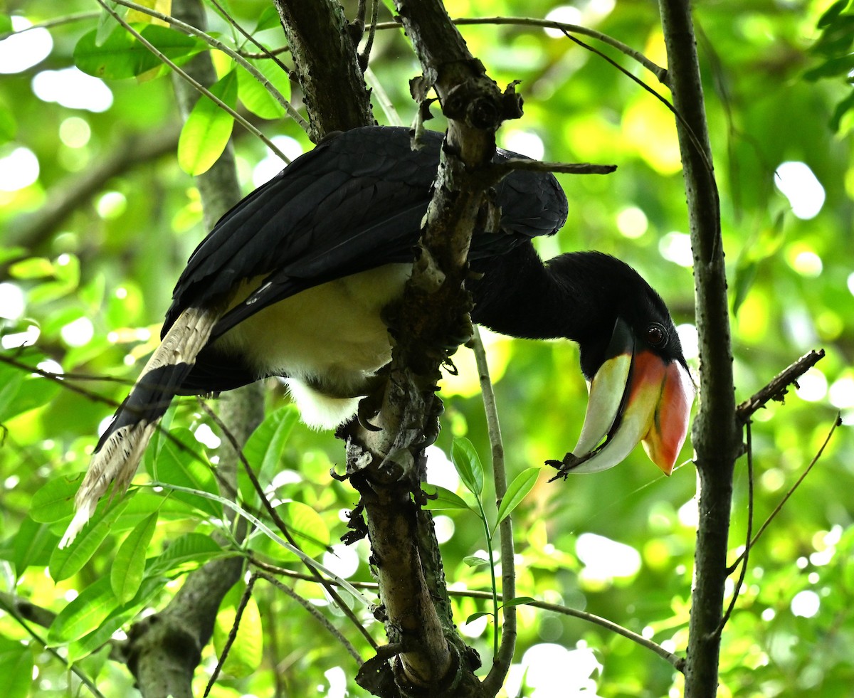 dvojzoborožec velký - ML647282387