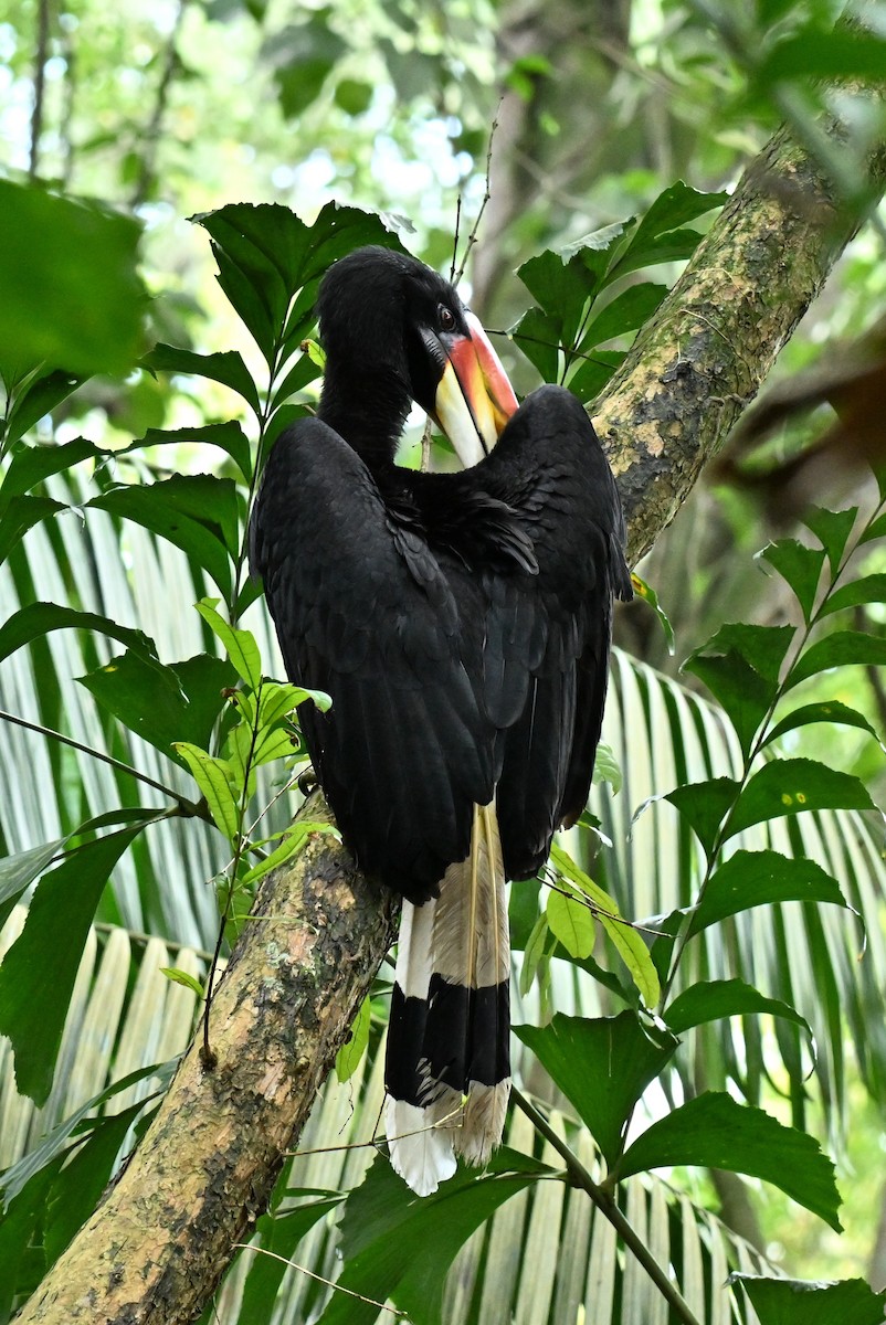 dvojzoborožec velký - ML647282388