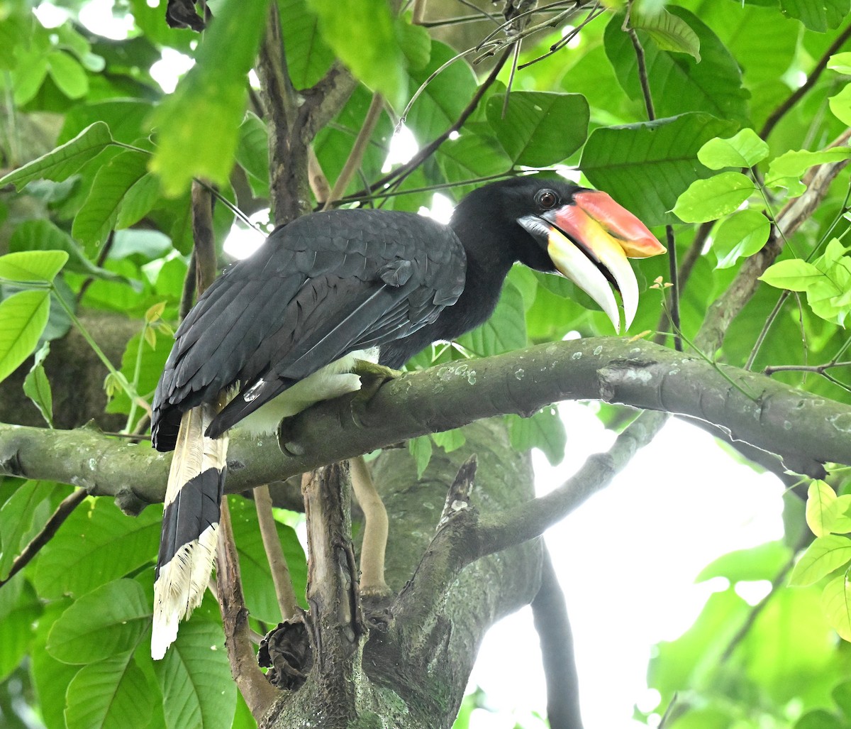 dvojzoborožec velký - ML647282390