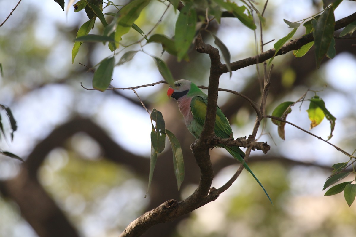 Red-breasted Parakeet - ML647282392