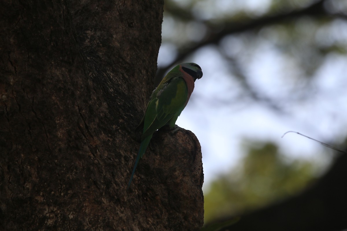 Red-breasted Parakeet - ML647282393