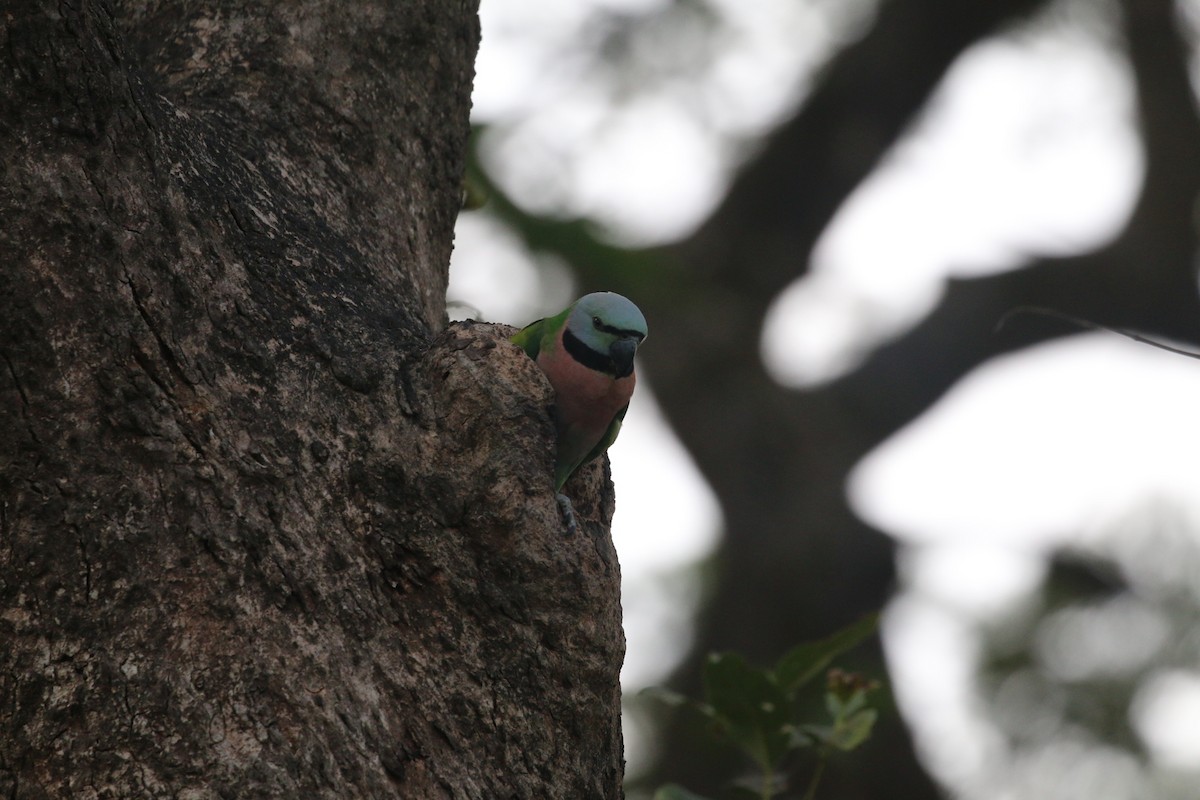 Red-breasted Parakeet - ML647282394