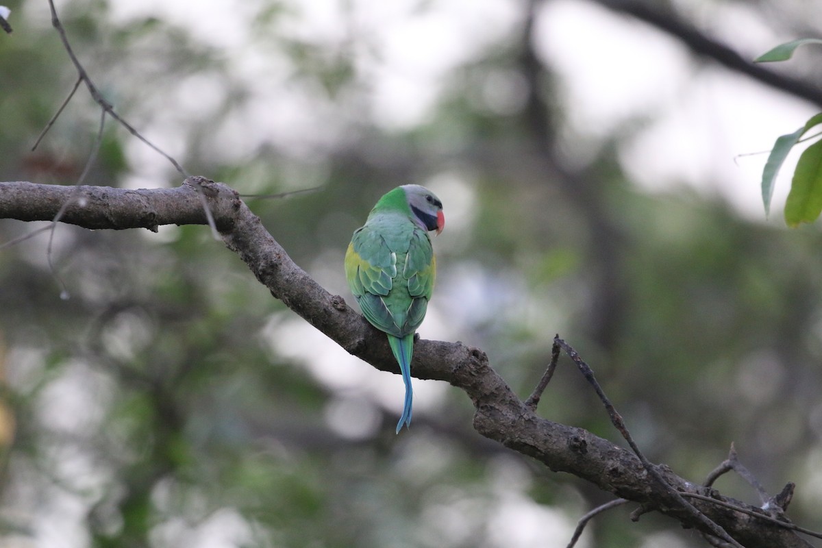 Red-breasted Parakeet - ML647282395
