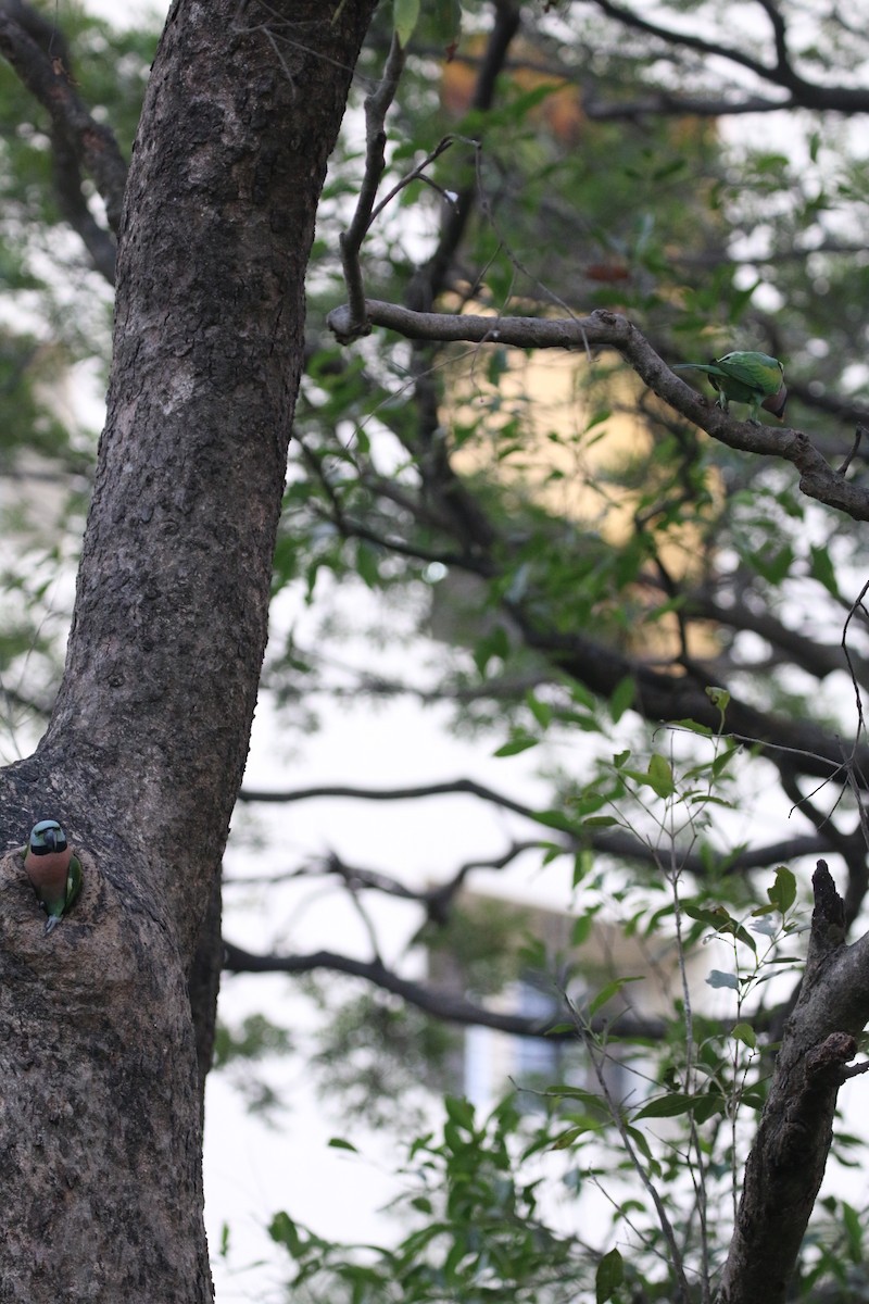 Red-breasted Parakeet - ML647282396