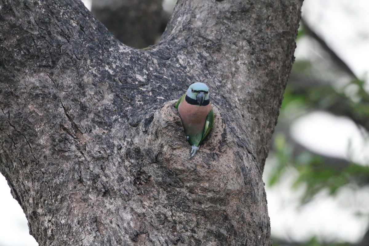 Red-breasted Parakeet - ML647282397