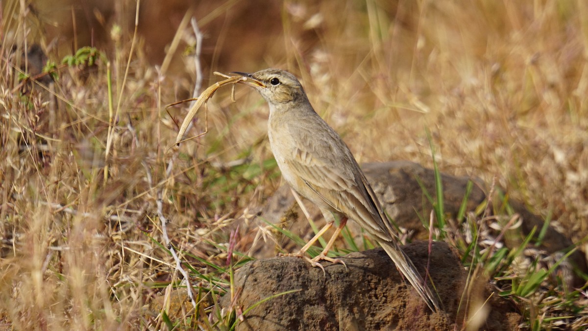 Длинноклювый конёк - ML647282398