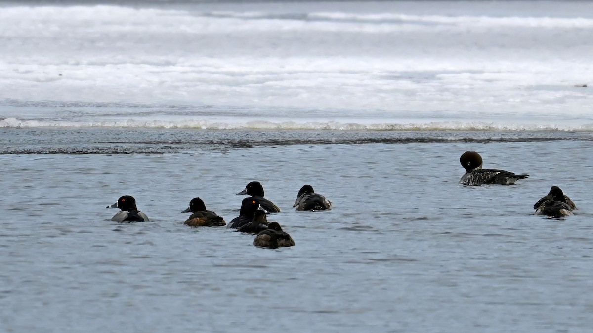 環頸潛鴨 - ML647282404