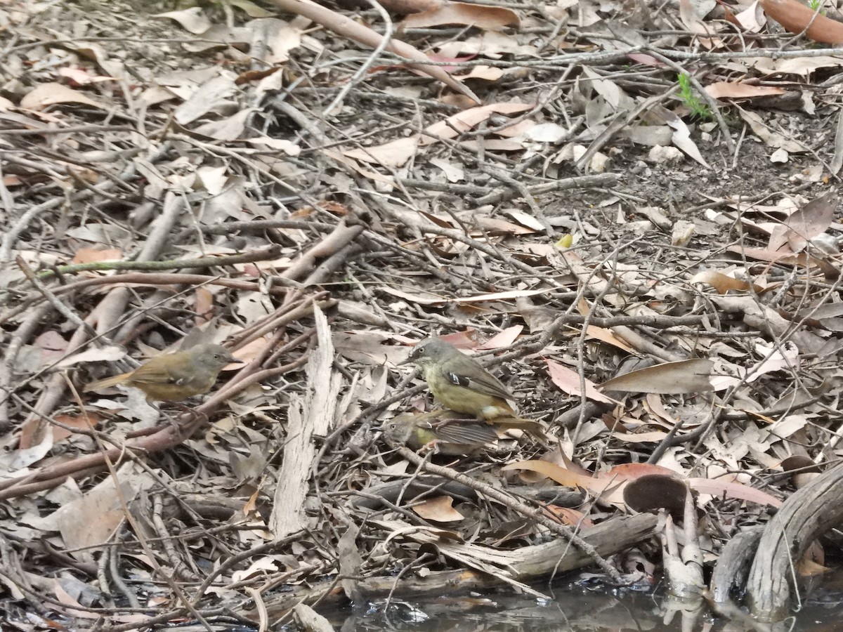 White-browed Scrubwren - ML647282413