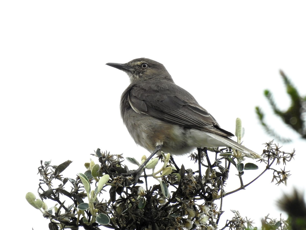Black-billed Shrike-Tyrant - ML647282415