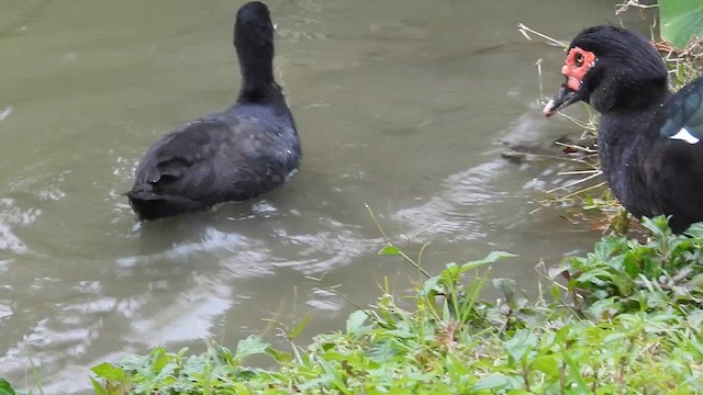 Лысуха - ML647282423