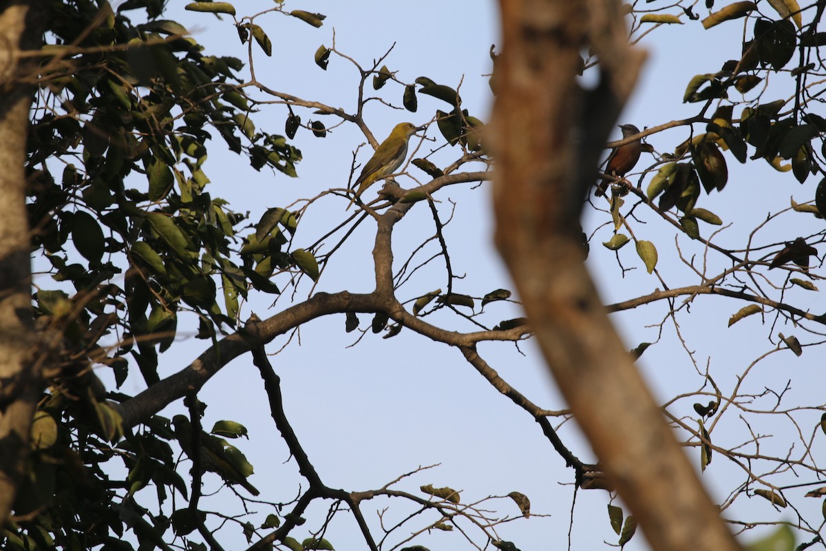 Indian Golden Oriole - ML647282426