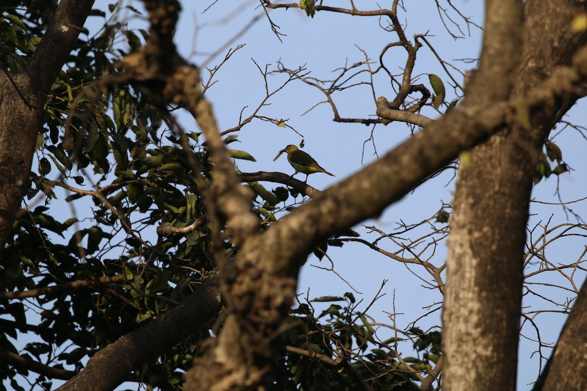 Indian Golden Oriole - ML647282427