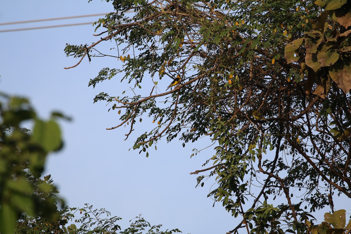 Indian Golden Oriole - ML647282428