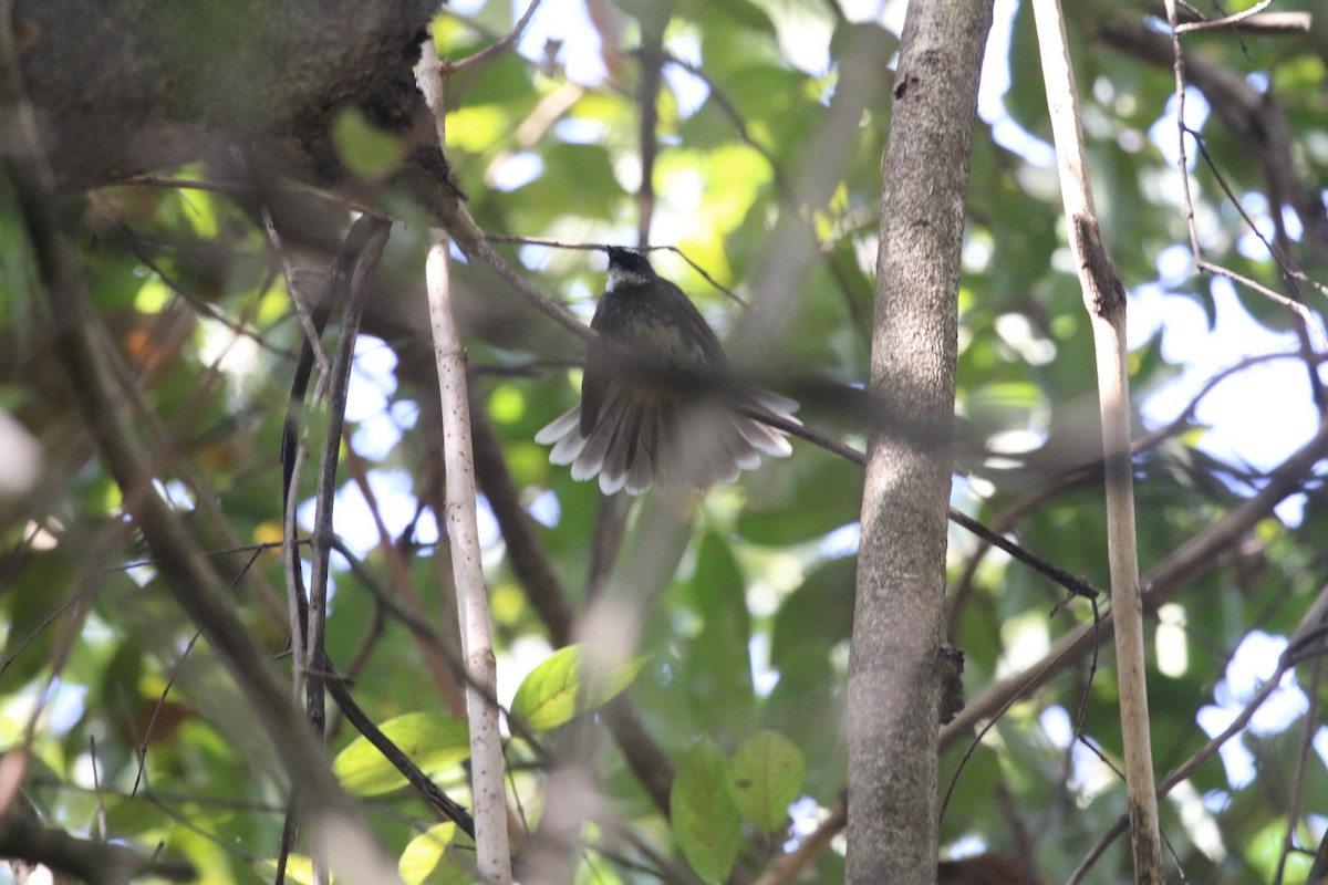 Spot-breasted Fantail - ML647282433