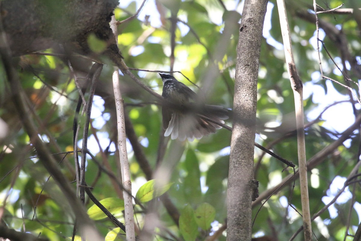Spot-breasted Fantail - ML647282434