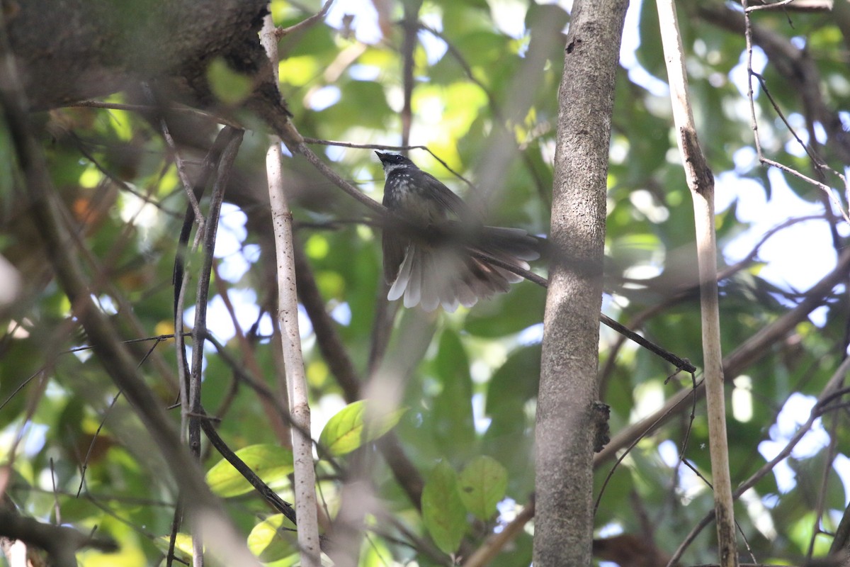 Spot-breasted Fantail - ML647282435
