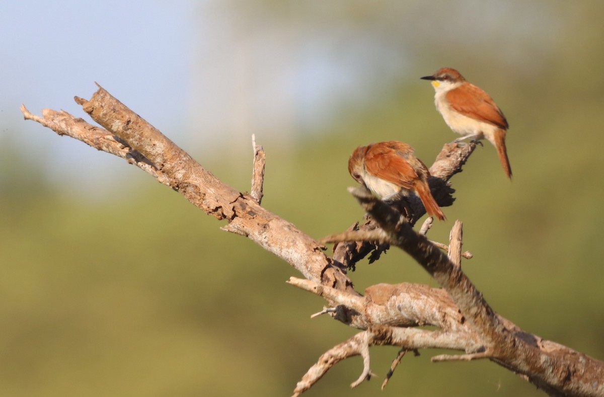 Yellow-chinned Spinetail - ML647282436