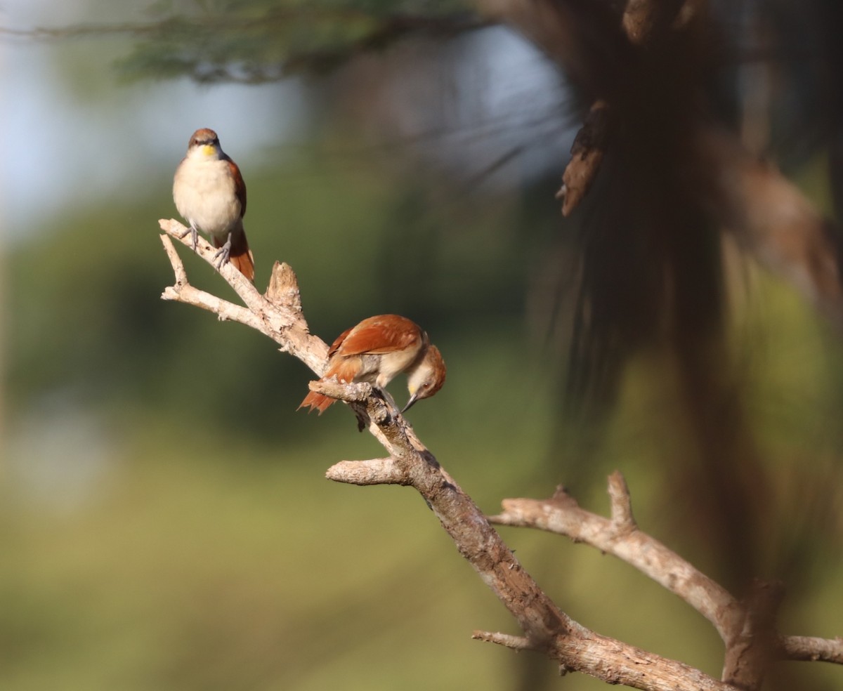 Yellow-chinned Spinetail - ML647282439