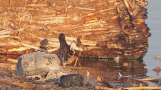 Water Rail - ML647282445