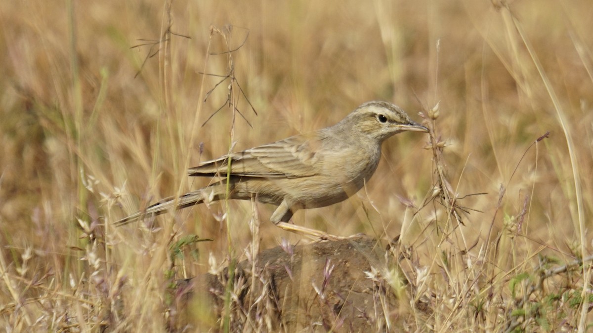 Длинноклювый конёк - ML647282447