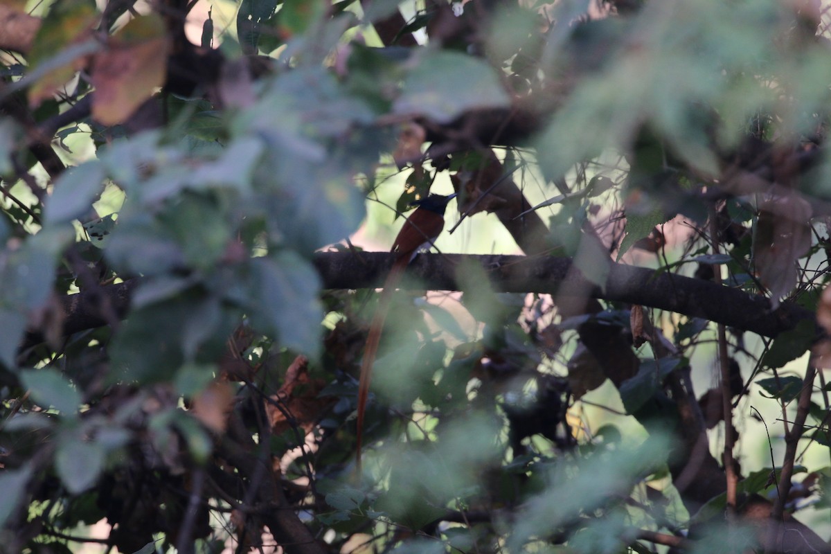 Indian Paradise-Flycatcher - ML647282448