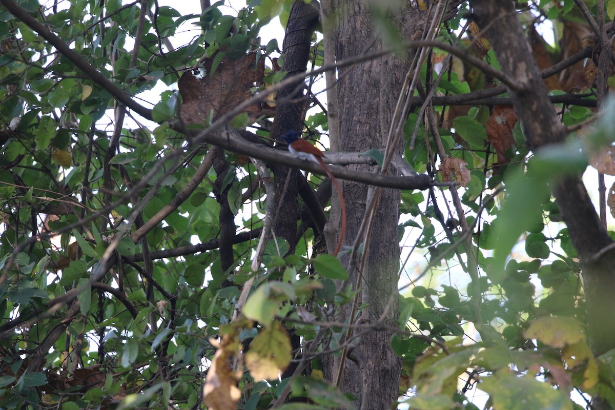 Indian Paradise-Flycatcher - ML647282449