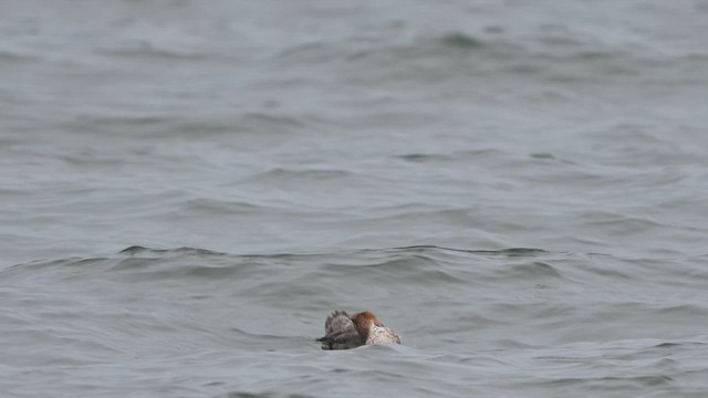 Длинноносый крохаль - ML647282452