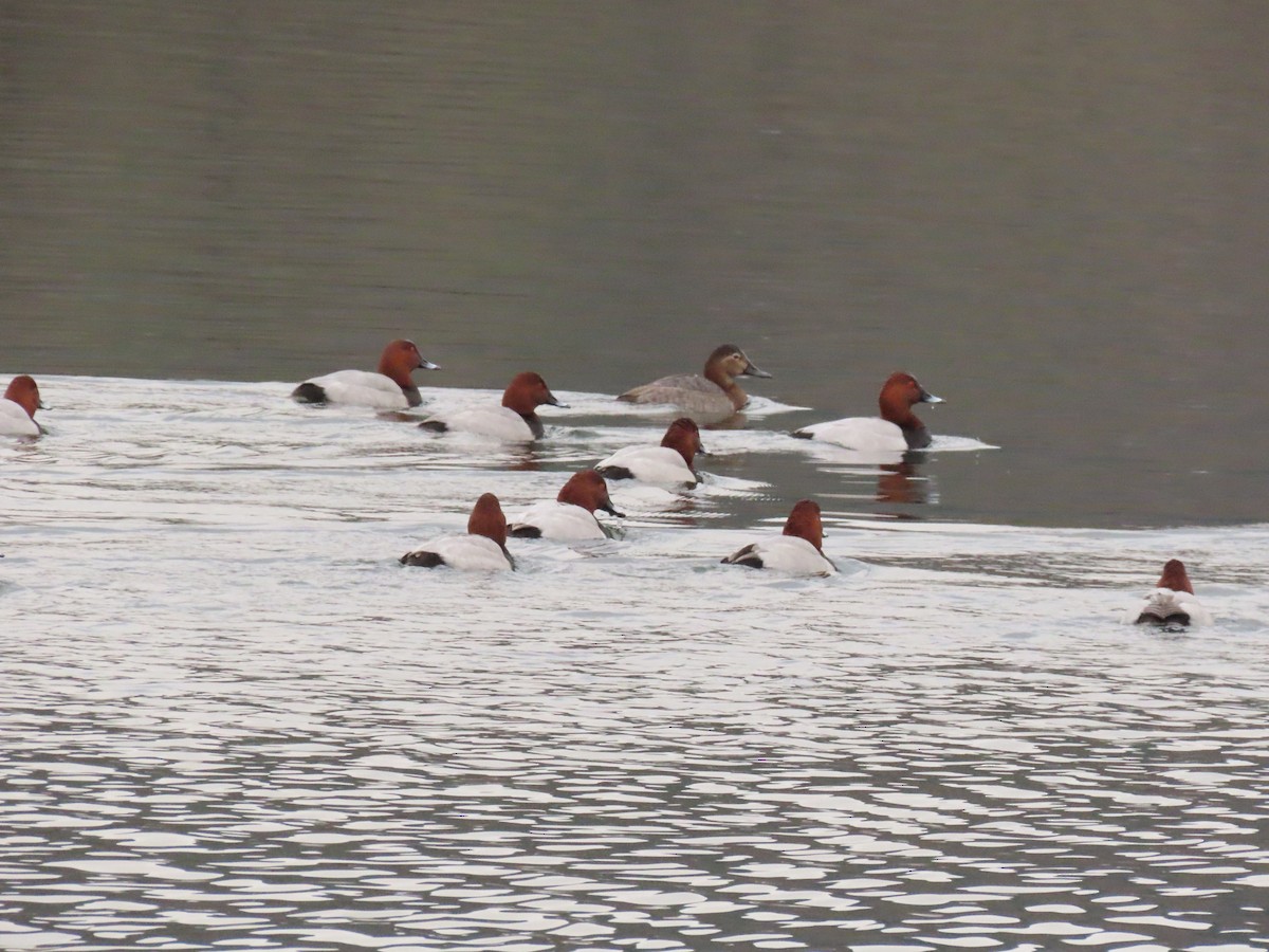 taffeland - ML647282453