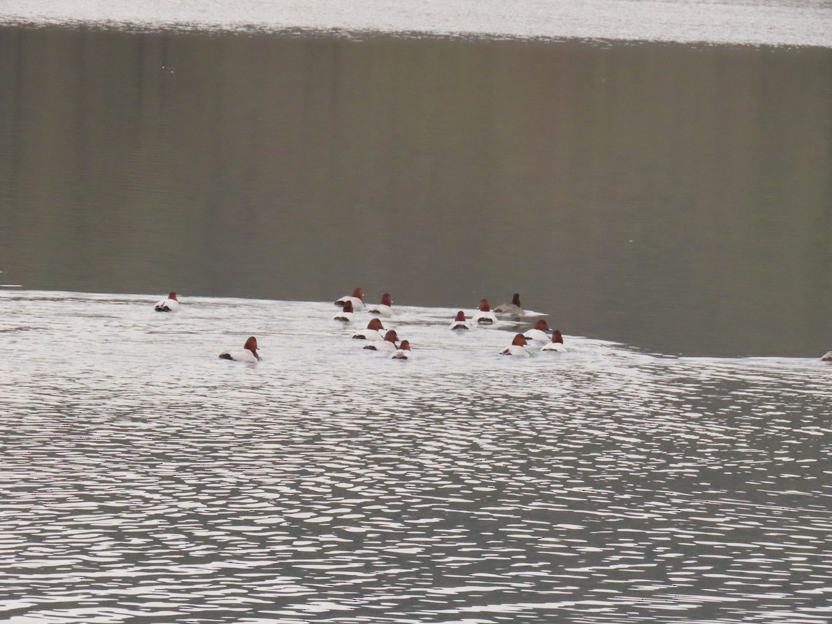 taffeland - ML647282454