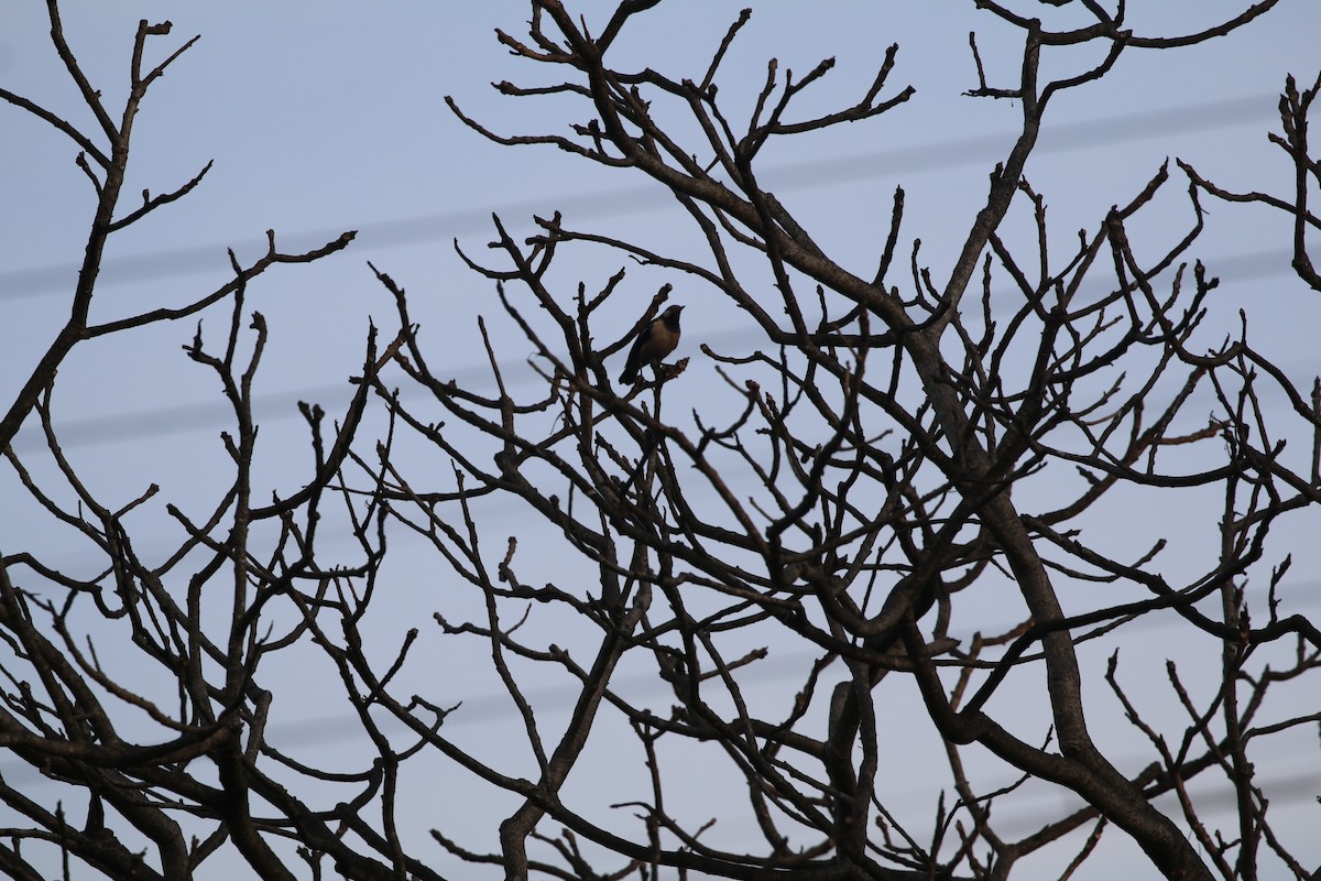 印度鵲椋鳥 - ML647282456