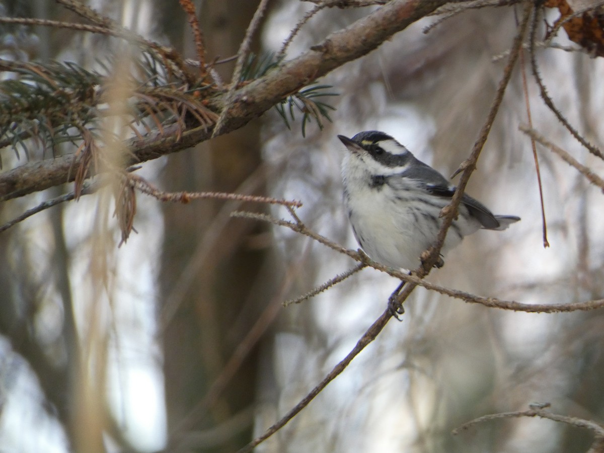 Траурная древесница - ML647282458