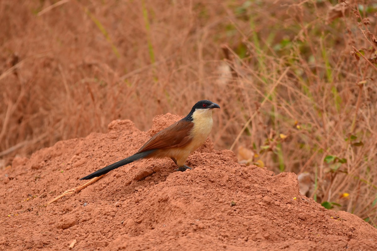 Senegal Coucal - ML647282459