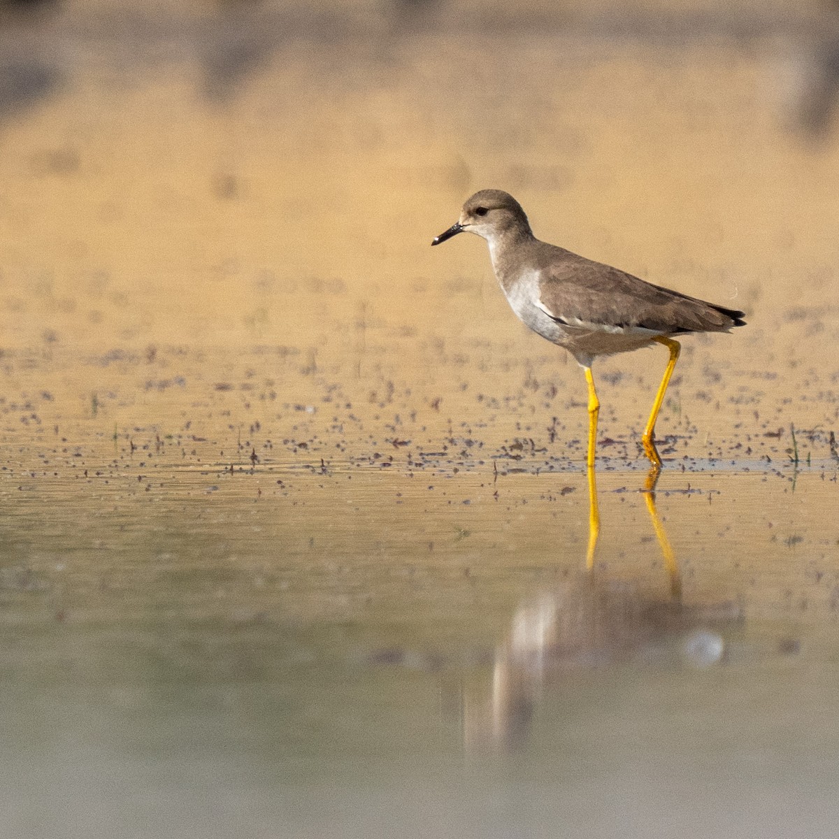 White-tailed Lapwing - ML647282461