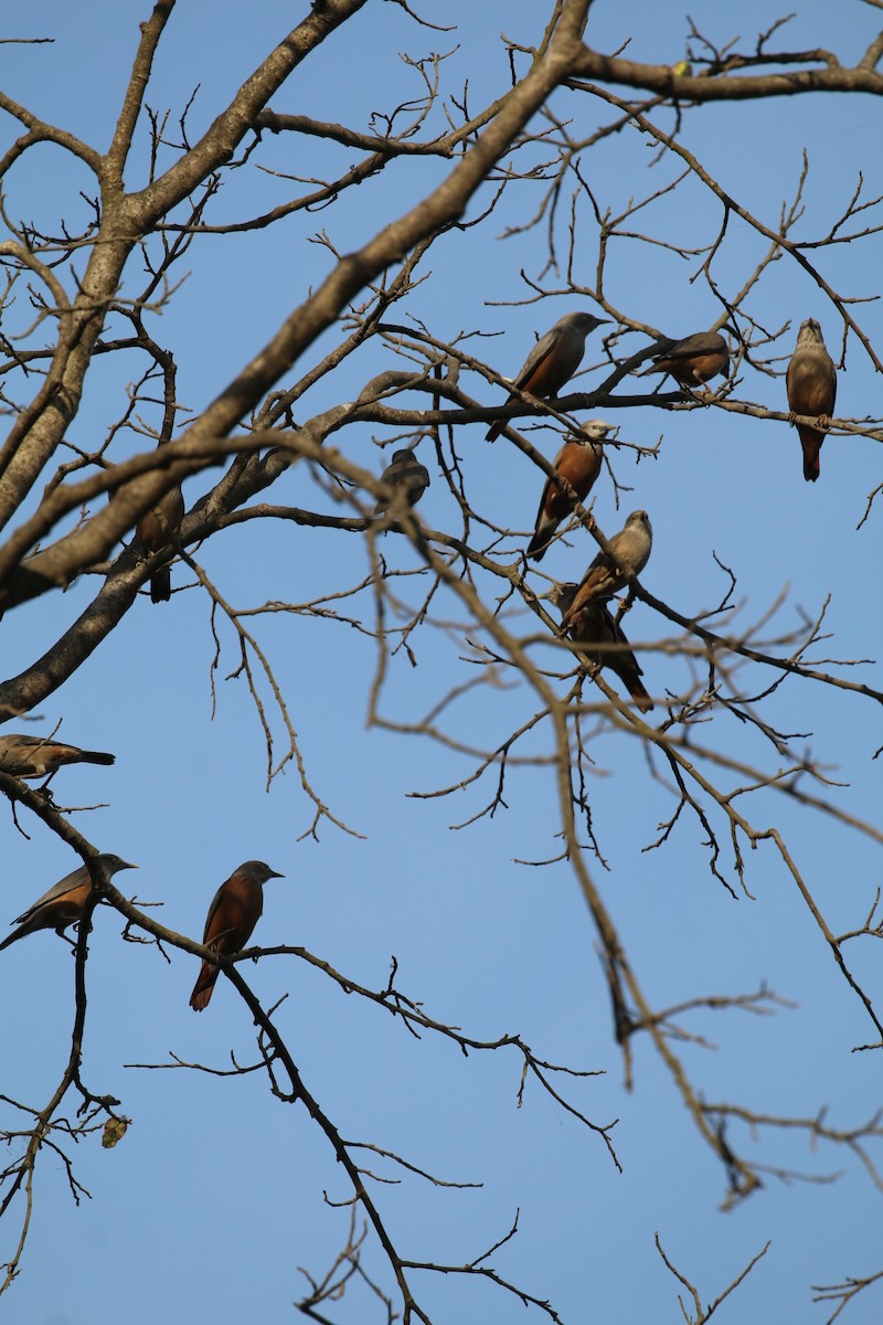 灰頭椋鳥 - ML647282462