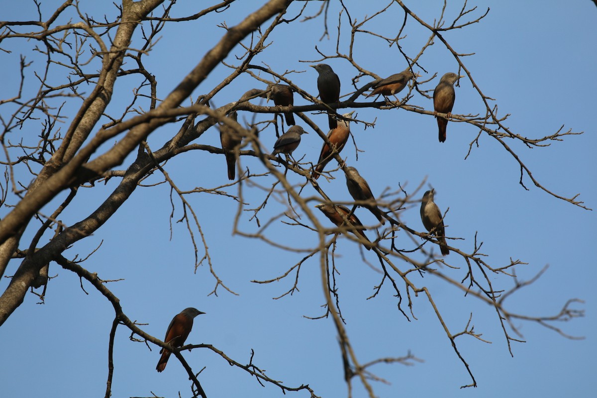 灰頭椋鳥 - ML647282463