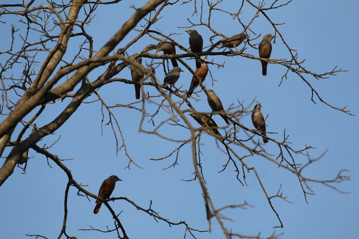 灰頭椋鳥 - ML647282464