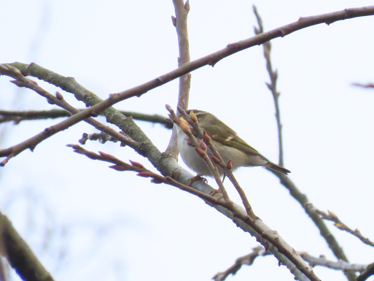 Пеночка-зарничка - ML647282467
