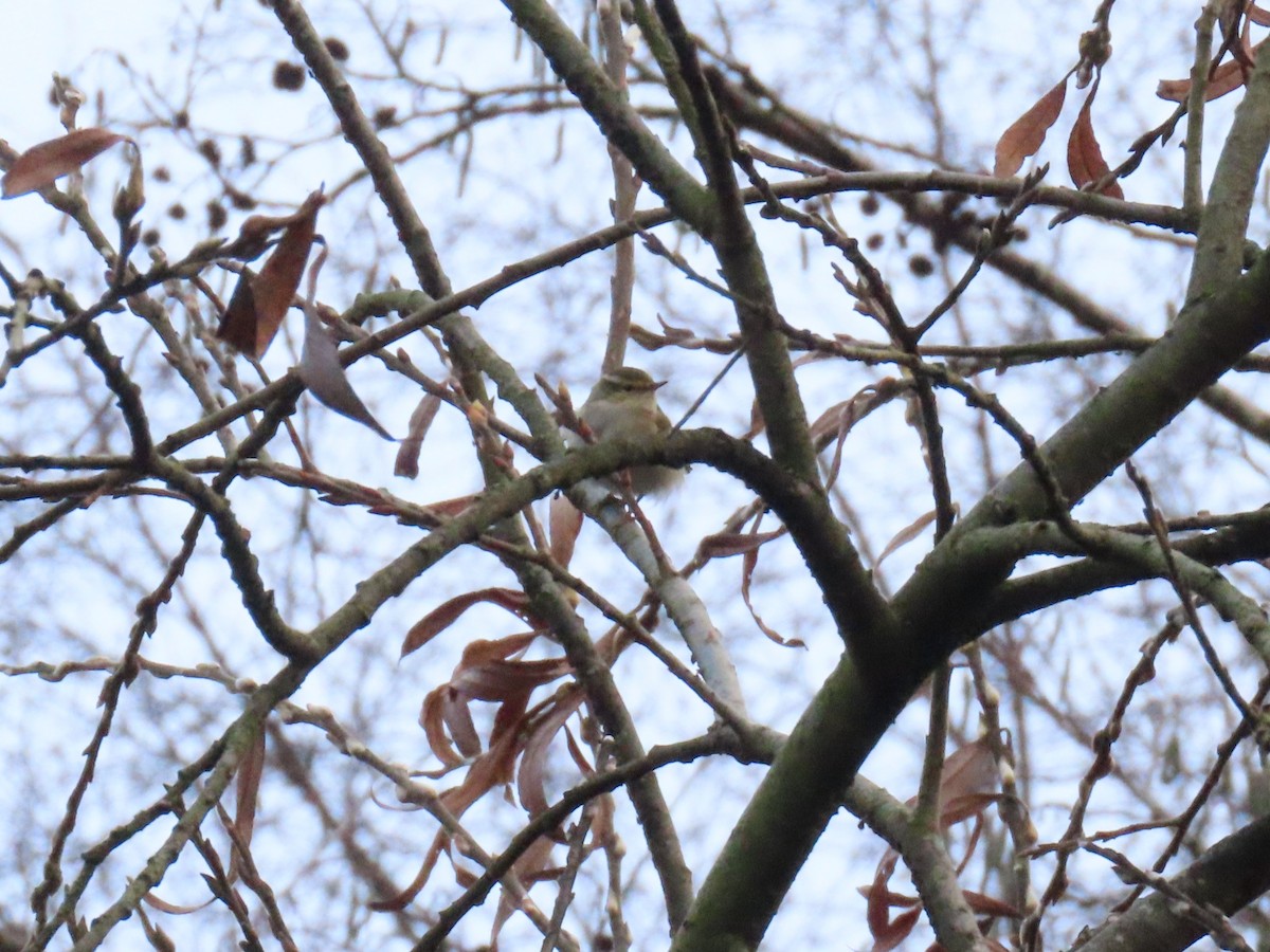 Пеночка-зарничка - ML647282468